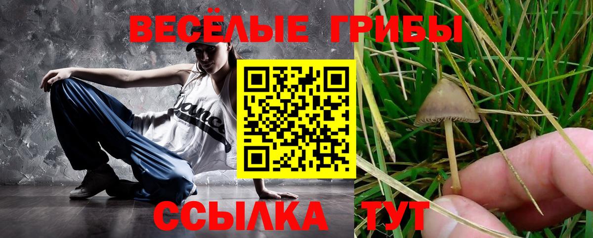 Чистополь  Псилоцибиновые грибы Psilocybine cubensis  Вход с VPN  Псилоцибиновые грибы Psilocybe 